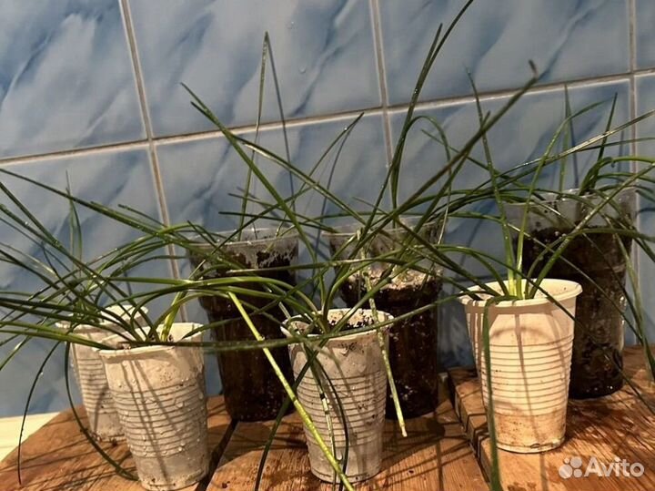 Комнатные Цветы Зефирантес