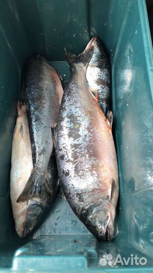 Рыба Сима свежая и малосольная