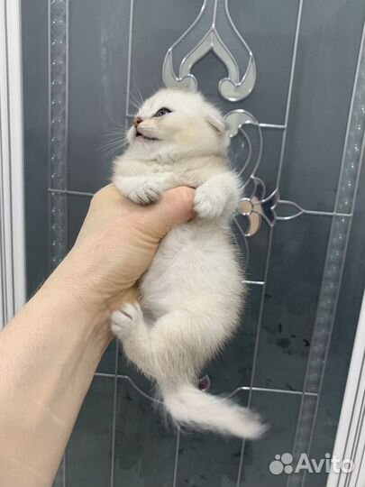 Чисто кровный котенок выслаухая девочка 15 тыс