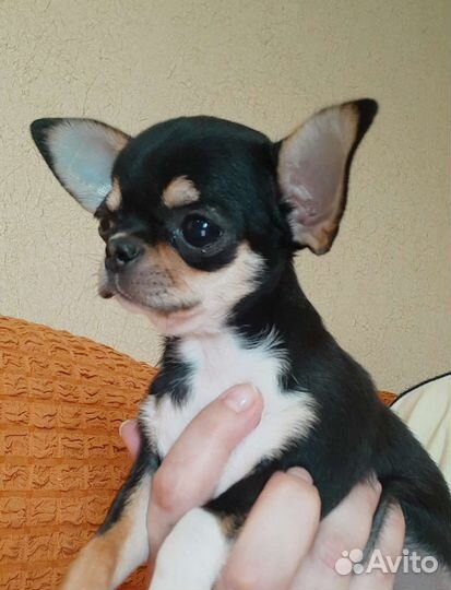Чихуахуа девочка