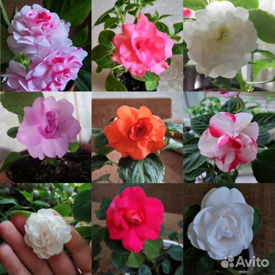 Бальзамины махровые и вариегатный