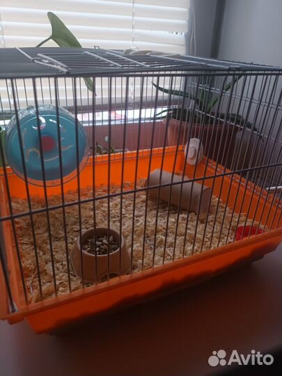 Хомячок джунгарик с клеткой