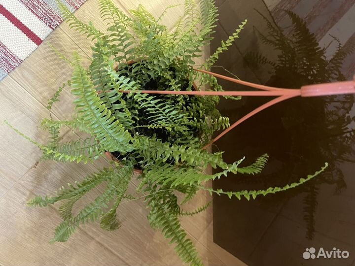 Антуриум Кавалли Лила,Вайт,Грин Ягуар Сакура Париж