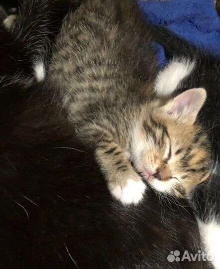 Котёнок в дар