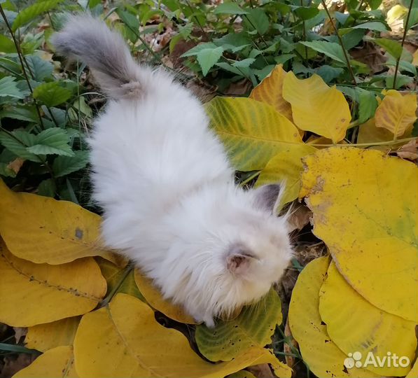 Тайская кошечка