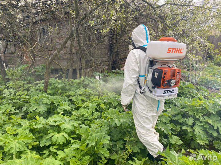 Уничтожение борщевика