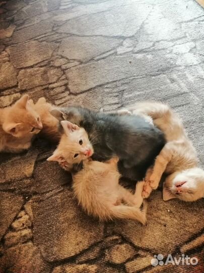 Кошка в дар бесплатно