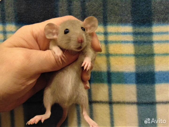 Крысы, крысята дамбо - питомник, клетки