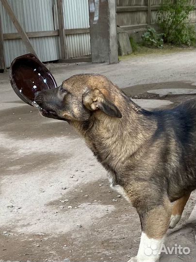 Голодные собаки