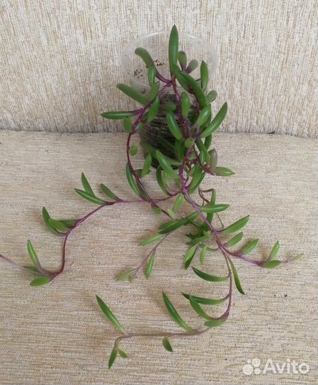 Суккуленты