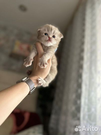 Котятки