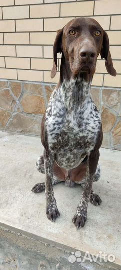 Случка собак