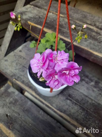 Пеларгонии сортовые