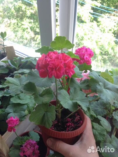 Герань, аихризон, сенсевьера, алоэ вера