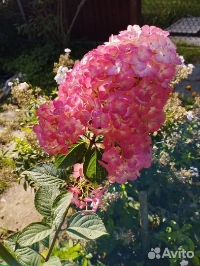 Гортензия метельчатая 