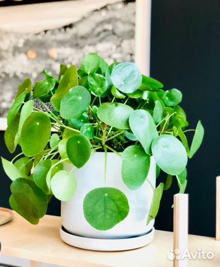 Пилея Пеперомия 3 шт