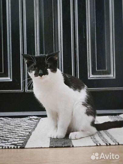 Спасите домашних выкидывают