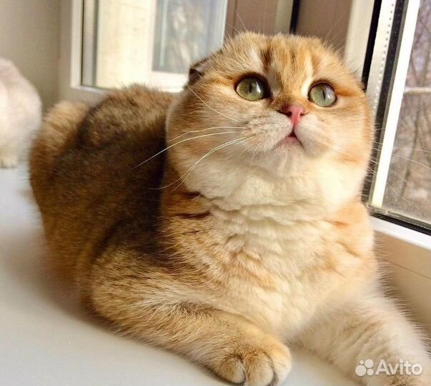 Ищу моделей кошек на груминг