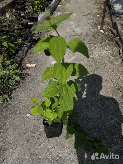 Жасмин чибушник