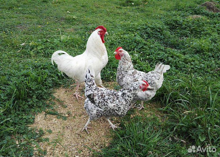 Инкубационное яйцо Пушкинской в Лобне