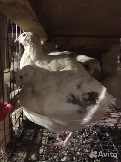 Техасский перепел