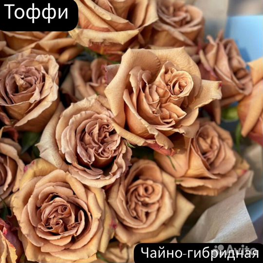 Роза Тоффи