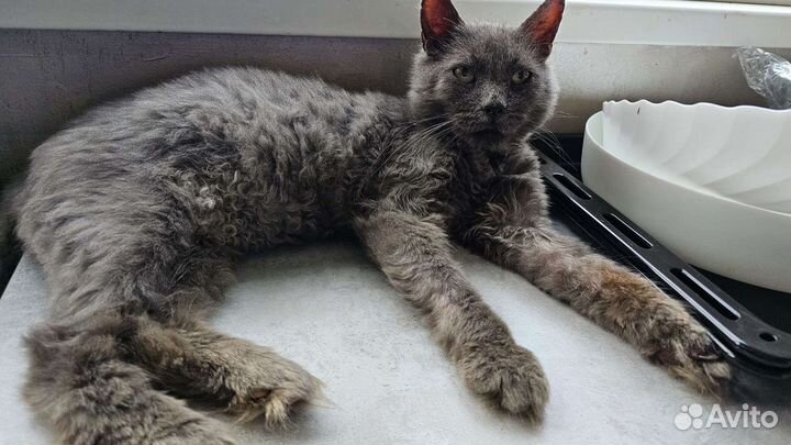 Кот Грей ищет дом