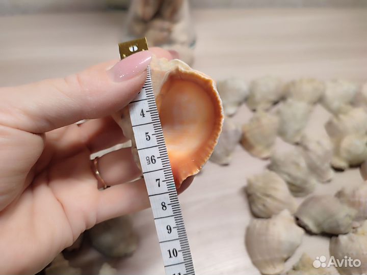 Морские ракушки