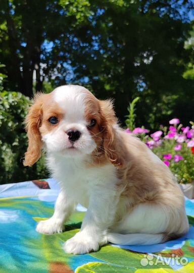 Шикарные Щенки Кавалер Кинг Чарльз спаниель