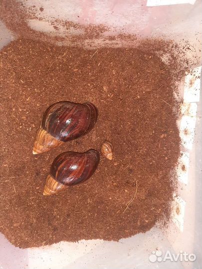 Улитки ахатины