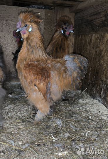 Китайки шелковые