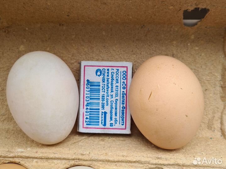 Яйцо домашнее/ утиное/куриное