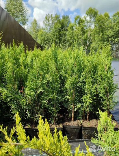 Туи Смарагд