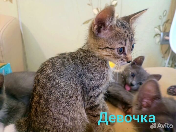 Котята в добрые руки доставка