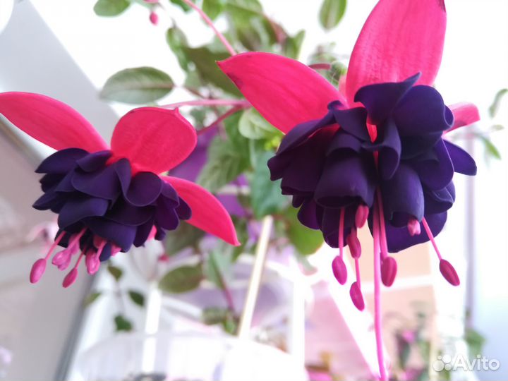 Фуксия разные сорта