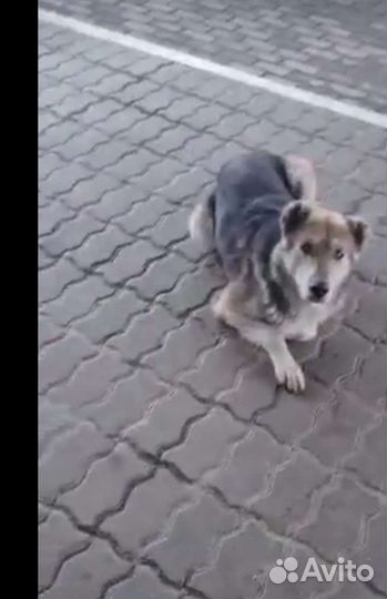 Миша ждёт поддержки доброго человека