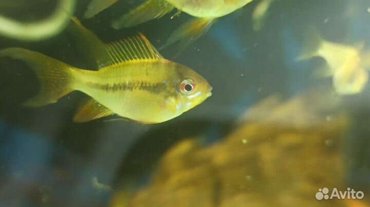 Аквариумные рыбки