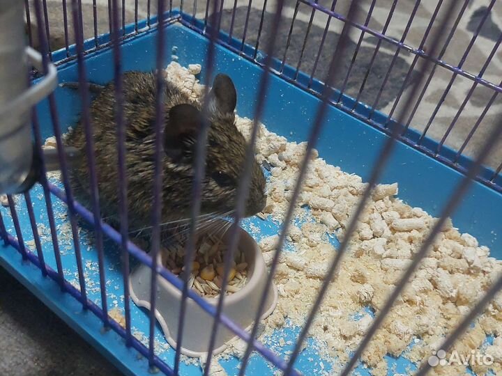 Белка дегу с клеткой