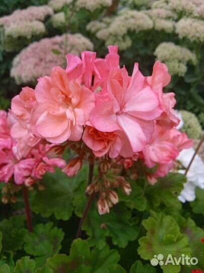 Герань пеларгония сортовая срезы