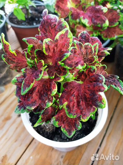 Колеусы сортовые