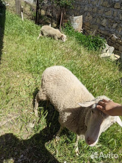 Овцы бараны