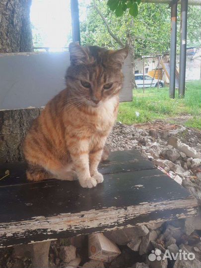 Ласковая кошечка в добрые руки