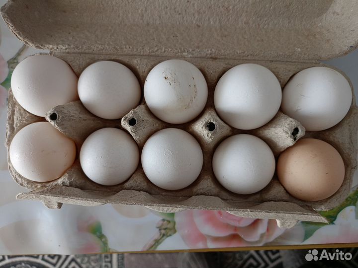 Домашние куриные яйца