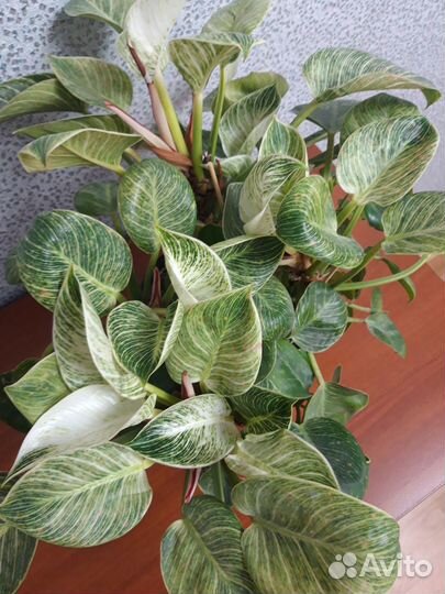 Филодендрон Биркин