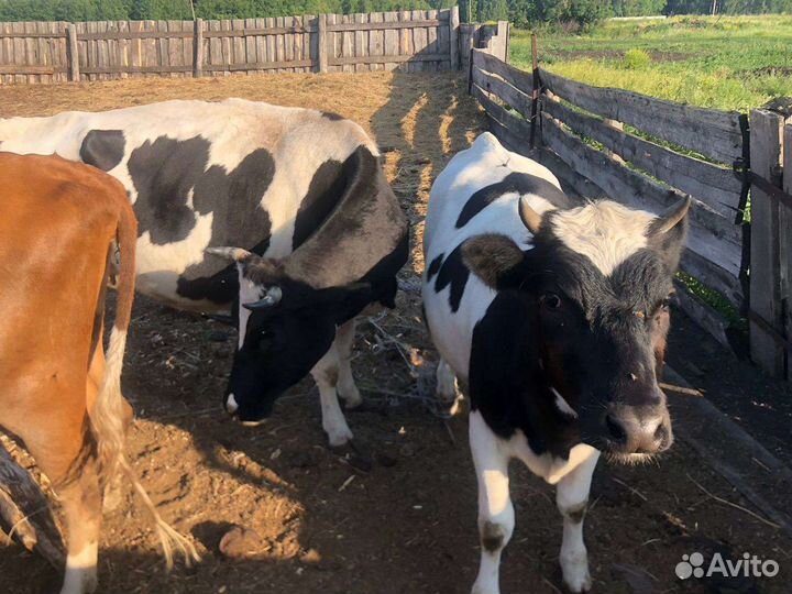 Коровы и телки