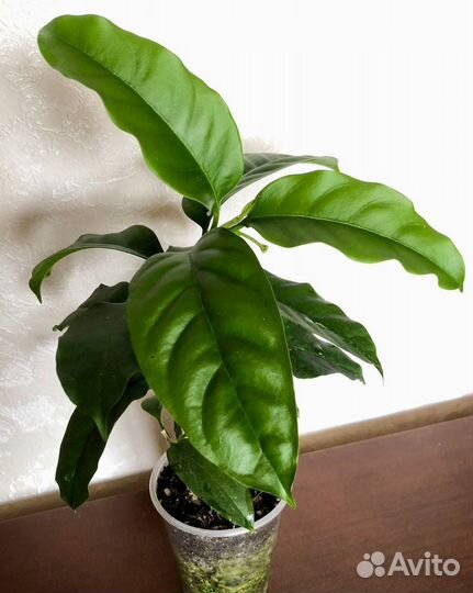 Обновлено 8.04 Хойя #1