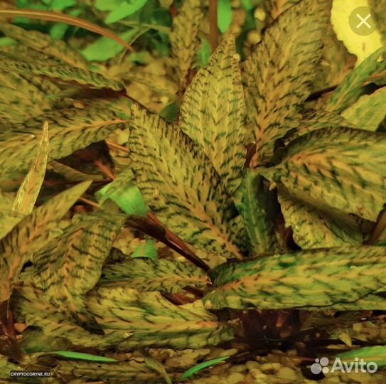 Криптокорина