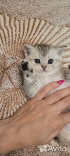 Котята шотландские