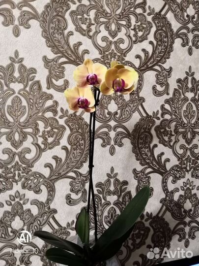 Орхидея