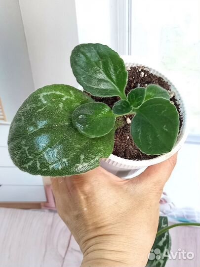 Комнатные растения,Хирита,пеперомия, рэо, гибискус